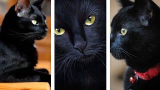 What does a black cat symbolize? by Dreamy Zoo 74 views 11 months ago 3 minutes, 1 second