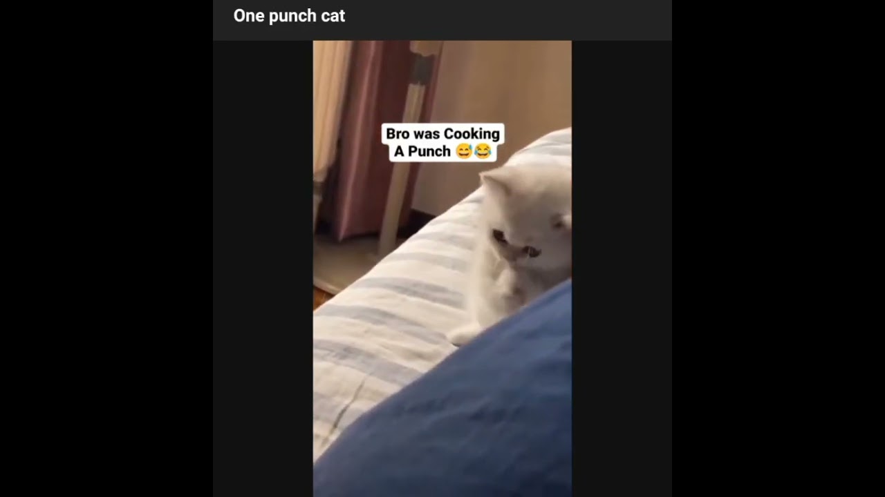 one punch cat || Funny shorts 