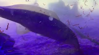 Freshwater Dolphin Fish (Mormyrid) Eating!