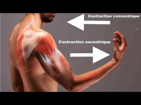 Isotonic vs Isometric muscle contraction explained