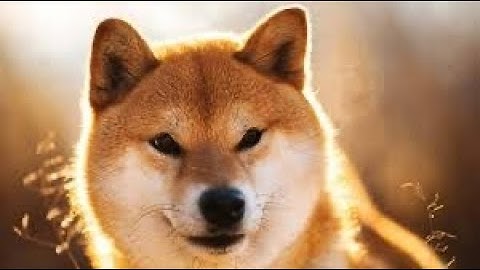 How to Buy Shib Inu through Crypto.com ***Very Easy***