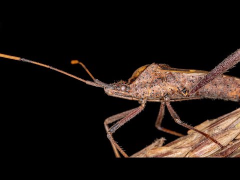 Video: Insecte de migdal: sfaturi pentru tratarea dăunătorilor de migdale