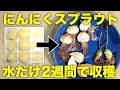 【水耕栽培】にんにくスプラウトの水耕栽培の作り方と食べ方【3品種で水と液肥栽培の比較】