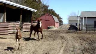 Tr Dual Rey X Aristalight Colt At 10 Days Old