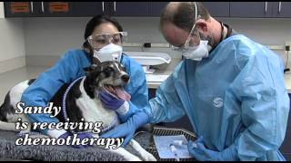 Animal Wellness Center Tour