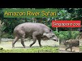 Amazon River Safari Singapore Zoo|River Wonders|Exotic Animals |Amazon River Quest