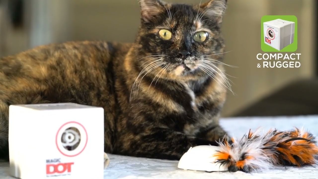 Cat Toy Commercial Explainer Video ad