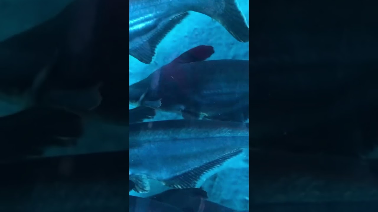 elegant Under water tunnel Aquarium 🐟🐠🐡 