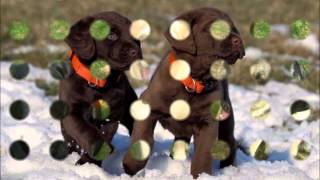 Dogs Having Fun At Darcys Dog Training.wmv