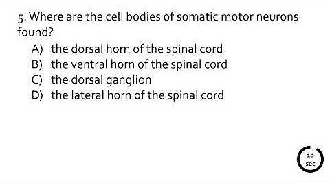 Quiz on the 2-minute lecture of the spinal cord
