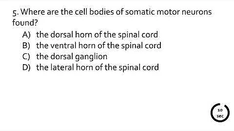 Quiz on the 2-minute lecture of the spinal cord