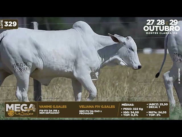 LOTE 329   MFBN 10369 10281