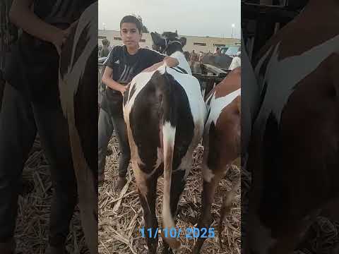 الان سوق المواشي بدمنهور اسعار العجلات البقري القنية