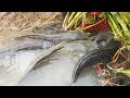 Amazing Fishing Videos Catch A lot Of Fish By Basket Fish Trap - Traditional Basket Fishing Trap