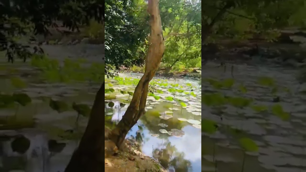 Huge Lotus pond at Sigiriya Sri Lanka 