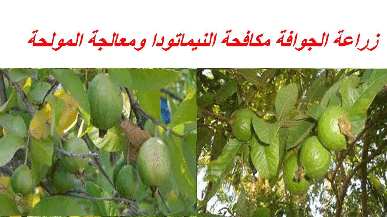 زراعة الجوافة مكافحة النيماتودا ومعالجة المولحة المياة والتربة وبرنامج التسميد