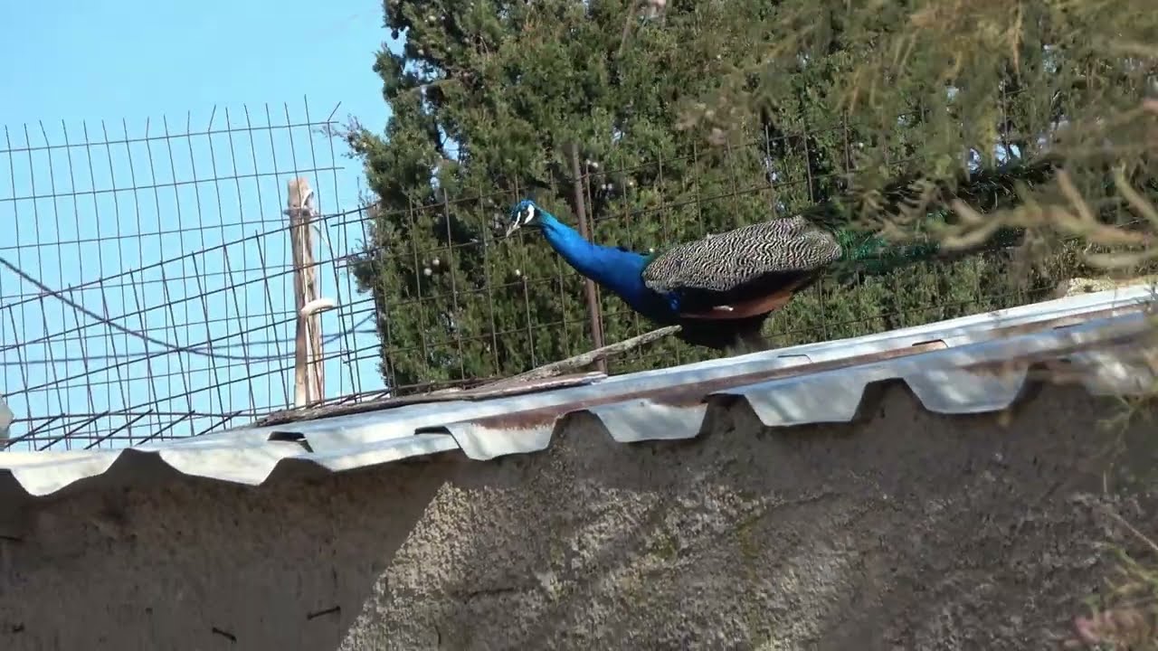 ''ΙΦΙΓΕΝΕΙΑ''ΠΑΤΜΟΣ 2026.Video Project 24.mp4.Video by Thomas Gkavaises.1-3-2026.