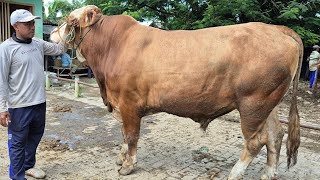 Download Lagu 22,500‼️MALE READY FOR QURBAN CHEAP PRICE | Tuban Cattle Market MP3