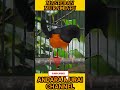 White Rumped Shama Bird Song | Perfect for Daily Training #WhiteRumpedShama#BirdTraining#shorts