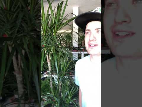 Dracaena Care Guide
