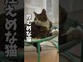 甘えられない猫を応援#cats #short #球太