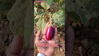 ઓર્ગેનિક રીંગણાં vegitables