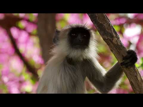 مزمور ١٤٨ تلاوة كتاب الحياة موسيقى طيران إيفيندر تأليف أرن أندرسون ومارك بريتنغهام