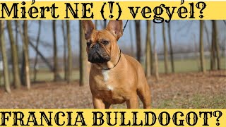 Miért NE (!) vegyél Francia Bulldogot olcsón, vagy felkészületlenül?