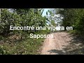 Encontr una vbora  en saposoa  san martn 