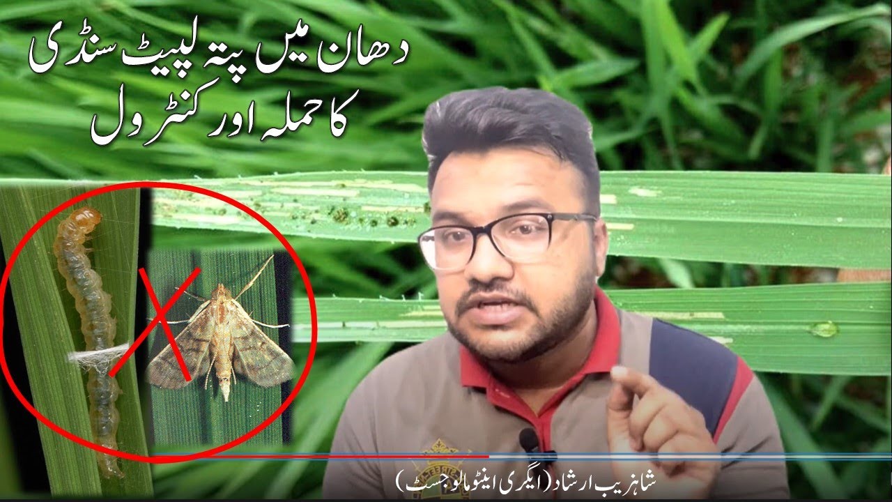 Dhaan ki fasal main pata lapait sundhi ka hamal |دھان میں پتہ لپیٹ سنڈی کا حملہ اور تدارک | Rice|