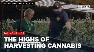 Do Your Job: KFOX14's Hannah Fresquez explores cannabis harvesting at Baked Chicken | KFOX14