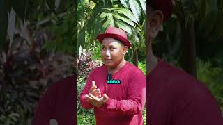 10 YEARS OF INVESTING, THE BREADFULNESS TREE IS CERTAIN #shorts #shortsvideo #landowner #breadfruit