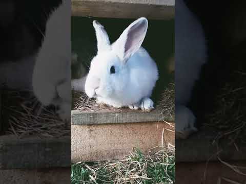 Video: Hva betyr kaniner?