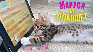 Кошка и планшет. Маруся играет на планшете. Котёнок ловит мышку.