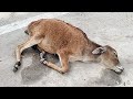 Cold and collapsed, baby bull rescued!