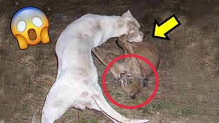 DOGO ARGENTINO CAZANDO A UN PUMA | LA LEY DEL MAS FUERTE 💪🐶