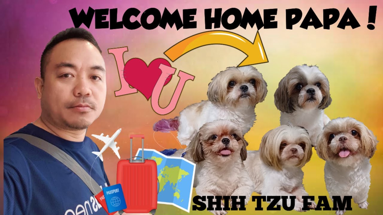SHIH TZU FAM || WELCOME HOME PAPA ||NAKAGALA ULIT ANG MGA PANGO - YouTube