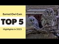 Barred Owl Cam: Top 5 Highlights in 2025 | Cornell Lab | Wild Birds Unlimited