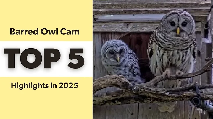 Barred Owl Cam: Top 5 Highlights in 2025 | Cornell Lab | Wild Birds Unlimited