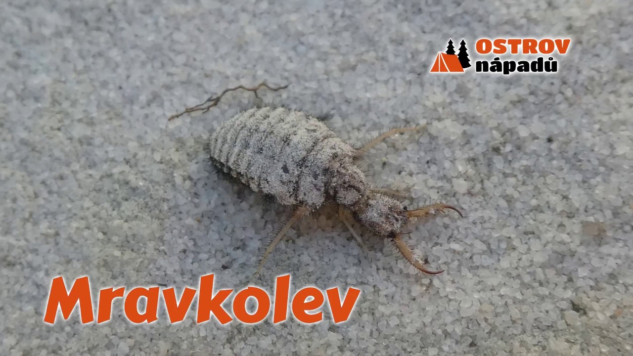 Mravkolev