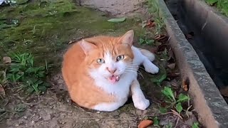 自販機の裏で寝ていたよく喋る野良猫、顔を見ると起きてきた