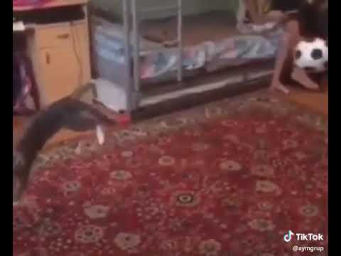 Kedi köpek çiftleşmesi