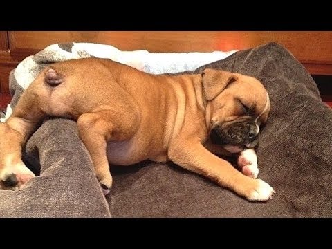 Best Of Cute Boxer Puppies - Funny Puppy Videos 2019 - YouTube