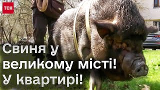 🐷 У Києві в квартирі живе 100-кілограма свиня!