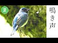 【解説付き】オオルリの鳴き声（さえずり）