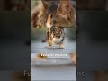 Cats and Water: Why Cats Are Fascinated by Water 🐱💧 #CatFacts #PetBehavior #AnimalShorts