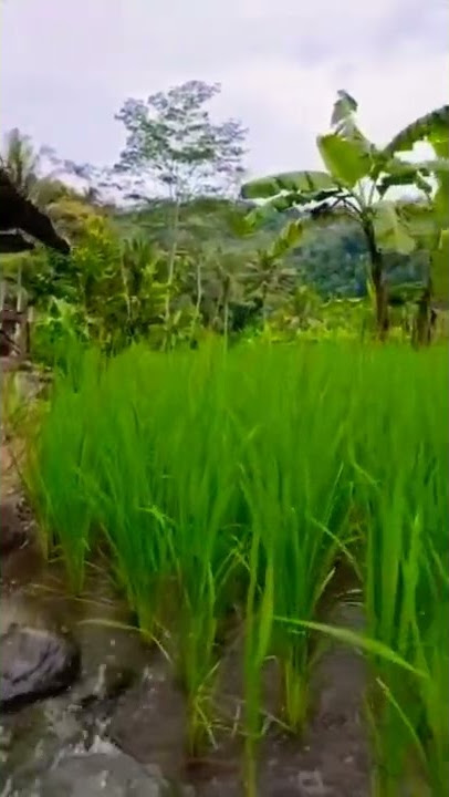 STORY WA 30 DETIK || MENTAHAN VIDEO AESTHETIC #shorts #storywa #mentahanvideo  #cinematic30detik