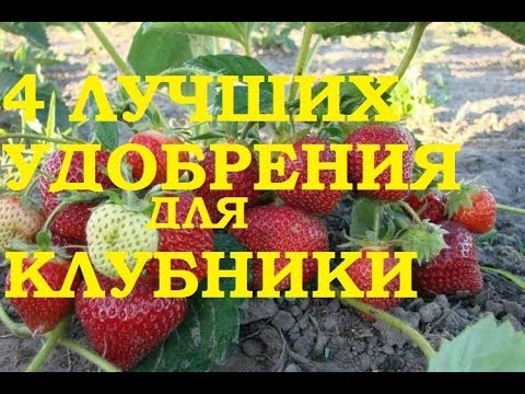 4 лучших удобрения для клубники - YouTube
