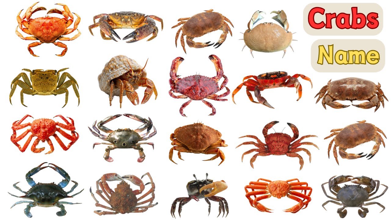 🦀 Crabs Vocabulary | 35 Common Crabs in English with Pictures
