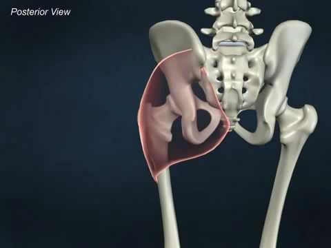 Gluteus Maximus - Anatomy Online Course